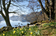 Daffodils at Wordsworth Point, Ullswater. Landscape photography by Martin Lawrence