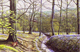 Spring at Brock Bottom by Geoff Rollinson
