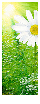 Camomile II. Watercolour by Jane Seddon
