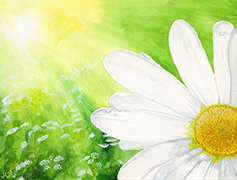 Camomile in Sunlight. Watercolour by Jane Seddon