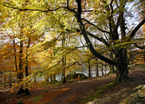 Lakeside gold at Grasmere. Landscape photography by Martin Lawrence