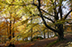 Lakeside gold at Grasmere. Landscape photography by Martin Lawrence