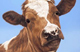 How Now Brown Cow painting by Toni Hargreaves