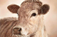 Mildred painting by Toni Hargreaves